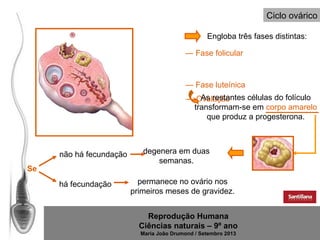 Ciclo ovárico
Engloba três fases distintas:
— Fase folicular

— Fase luteínica
As restantes células do folículo
— Ovulação
transformam-se em corpo amarelo
que produz a progesterona.

não há fecundação
Se
há fecundação

degenera em duas
semanas.
permanece no ovário nos
primeiros meses de gravidez.
Reprodução Humana
Ciências naturais – 9º ano
Maria João Drumond / Setembro 2013

 