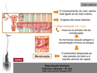 Ciclo uterino
O funcionamento do ciclo uterino
está ligado ao do ciclo ovárico.
Engloba três fases distintas:
— Fase menstrual

5 dias

Inicia-se no primeiro dia da
menstruação
Útero

As hormonas sexuais atingem a
concentração mínima no sangue.

Menstruação

O endométrio desprende-se
das paredes do útero e é
expulso através da vagina.

Reprodução Humana
Ciências naturais – 9º ano
Maria João Drumond / Setembro 2013

 