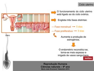 Ciclo uterino
O funcionamento do ciclo uterino
está ligado ao do ciclo ovárico.
Engloba três fases distintas:
— Fase menstrual
— Fase proliferativa
Útero

5 dias
9 dias

Aumenta a produção de
estrogénios.

O endométrio reconstitui-se,
torna-se mais espesso e
irrigado de vasos sanguíneos.

Reprodução Humana
Ciências naturais – 9º ano
Maria João Drumond / Setembro 2013

 