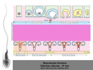 Reprodução Humana
Ciências naturais – 9º ano
Maria João Drumond / Setembro 2013

 