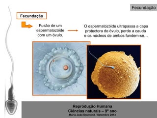 Fecundação
Fecundação
Fusão de um
espermatozóide
com um óvulo.

O espermatozóide ultrapassa a capa
protectora do óvulo, perde a cauda
e os núcleos de ambos fundem-se…

Reprodução Humana
Ciências naturais – 9º ano
Maria João Drumond / Setembro 2013

 