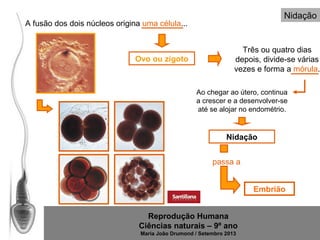 Nidação

A fusão dos dois núcleos origina uma célula...

Ovo ou zigoto

Três ou quatro dias
depois, divide-se várias
vezes e forma a mórula.
Ao chegar ao útero, continua
a crescer e a desenvolver-se
até se alojar no endométrio.

Nidação
passa a
Embrião
Reprodução Humana
Ciências naturais – 9º ano
Maria João Drumond / Setembro 2013

 