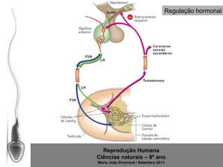 Regulação hormonal

Reprodução Humana
Ciências naturais – 9º ano
Maria João Drumond / Setembro 2013

 