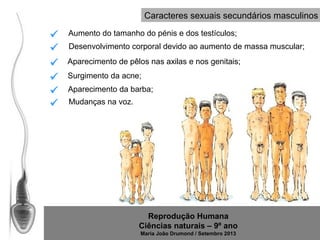 Caracteres sexuais secundários masculinos








Aumento do tamanho do pénis e dos testículos;
Desenvolvimento corporal devido ao aumento de massa muscular;
Aparecimento de pêlos nas axilas e nos genitais;
Surgimento da acne;
Aparecimento da barba;
Mudanças na voz.

Reprodução Humana
Ciências naturais – 9º ano
Maria João Drumond / Setembro 2013

 