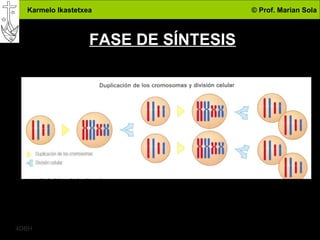 FASE DE SÍNTESIS 