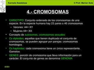 Karmelo Ikastetxea © Prof. Marian Sola
4DBH
10
4.- CROMOSOMAS
• CARIOTIPO: Conjunto ordenado de los cromosomas de una
especie. En la especie humana hay 23 pares o 46 cromosomas
– Varones: 44+ XY
– Mujeres 44+ XX
• Concepto de autosomas, cromosomas sexuales
• Cs diploides: aquellas que tienen duplicado el conjunto de
cromosomas, se pueden agrupar por parejas: cromosomas
homólogos
• Cs haploides: cada cromosoma tiene un único representante.
Gametos
• GENES: porción de cromosoma que lleva información para un
carácter. El conjunto de genes se denomina GENOMA
 