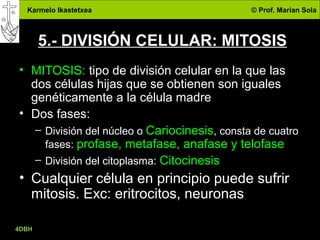 Karmelo Ikastetxea © Prof. Marian Sola
4DBH
13
5.- DIVISIÓN CELULAR: MITOSIS
• MITOSIS: tipo de división celular en la que las
dos células hijas que se obtienen son iguales
genéticamente a la célula madre
• Dos fases:
– División del núcleo o Cariocinesis, consta de cuatro
fases: profase, metafase, anafase y telofase
– División del citoplasma: Citocinesis
• Cualquier célula en principio puede sufrir
mitosis. Exc: eritrocitos, neuronas
 