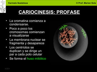 Karmelo Ikastetxea © Prof. Marian Sola
4DBH
14
CARIOCINESIS: PROFASE
• La cromatina comienza a
condensarse.
• Poco a poco los
cromosomas comienzan
a visualizarse
• La membrana nuclear se
fragmenta y desaparece
• Los centríolos se
duplican y se dirige un
par a cada polo celular
• Se forma el huso mitótico
 