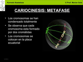 Karmelo Ikastetxea © Prof. Marian Sola
4DBH
15
CARIOCINESIS: METAFASE
• Los cromosomas se han
condensado totalmente
• Se observa que cada
cromosoma esta formado
por dos cromátidas
• Los cromosomas se
colocan en la placa
ecuatorial
 