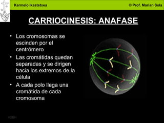Karmelo Ikastetxea © Prof. Marian Sola
4DBH
16
CARRIOCINESIS: ANAFASE
• Los cromosomas se
escinden por el
centrómero
• Las cromátidas quedan
separadas y se dirigen
hacia los extremos de la
célula
• A cada polo llega una
cromátida de cada
cromosoma
 