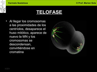 Karmelo Ikastetxea © Prof. Marian Sola
4DBH
17
TELOFASE
• Al llegar los cromosomas
a las proximidades de los
centríolos, desaparece el
huso mitótico, aparece de
nuevo la MN y los
cromosomas se
descondensan,
convirtiéndose en
cromatina
 
