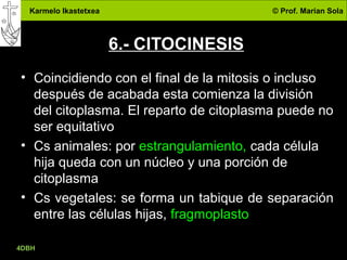 Karmelo Ikastetxea © Prof. Marian Sola
4DBH
18
6.- CITOCINESIS
• Coincidiendo con el final de la mitosis o incluso
después de acabada esta comienza la división
del citoplasma. El reparto de citoplasma puede no
ser equitativo
• Cs animales: por estrangulamiento, cada célula
hija queda con un núcleo y una porción de
citoplasma
• Cs vegetales: se forma un tabique de separación
entre las células hijas, fragmoplasto
 