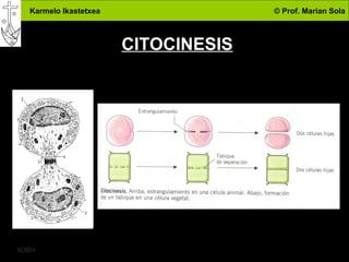 Karmelo Ikastetxea © Prof. Marian Sola
4DBH
19
CITOCINESIS
 