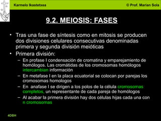 Karmelo Ikastetxea © Prof. Marian Sola
4DBH
25
9.2. MEIOSIS: FASES
• Tras una fase de síntesis como en mitosis se producen
dos divisiones celulares consecutivas denominadas
primera y segunda división meióticas
• Primera división:
– En profase I condensación de cromatina y emparejamiento de
homólogos. Las cromátidas de los cromosomas homólogos
intercambian información
– En metafase I en la placa ecuatorial se colocan por parejas los
cromosomas homologos
– En anafase I se dirigen a los polos de la célula cromosomas
completos, un representante de cada pareja de homólogos
– Al acabar la primera división hay dos células hijas cada una con
n cromosomas
 