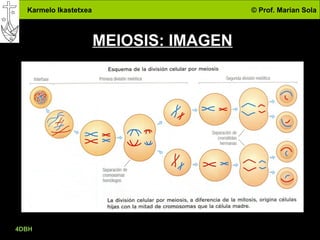 Karmelo Ikastetxea © Prof. Marian Sola
4DBH
27
MEIOSIS: IMAGEN
 
