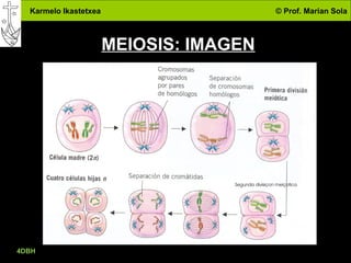Karmelo Ikastetxea © Prof. Marian Sola
4DBH
28
MEIOSIS: IMAGEN
 