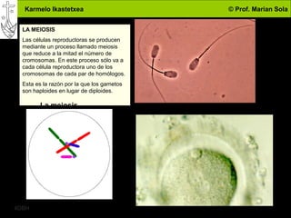Karmelo Ikastetxea © Prof. Marian Sola
4DBH
29
LA MEIOSIS
Las células reproductoras se producen
mediante un proceso llamado meiosis
que reduce a la mitad el número de
cromosomas. En este proceso sólo va a
cada célula reproductora uno de los
cromosomas de cada par de homólogos.
Esta es la razón por la que los gametos
son haploides en lugar de diploides.
La meiosis
 