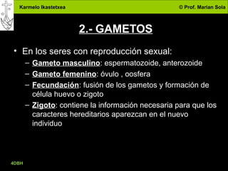 Karmelo Ikastetxea © Prof. Marian Sola
4DBH
3
2.- GAMETOS
• En los seres con reproducción sexual:
– Gameto masculino: espermatozoide, anterozoide
– Gameto femenino: óvulo , oosfera
– Fecundación: fusión de los gametos y formación de
célula huevo o zigoto
– Zigoto: contiene la información necesaria para que los
caracteres hereditarios aparezcan en el nuevo
individuo
 