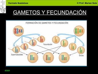 Karmelo Ikastetxea © Prof. Marian Sola
GAMETOS Y FECUNDACIÓN
4DBH
32
 