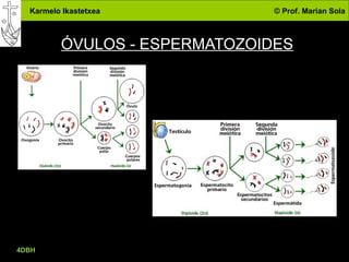 Karmelo Ikastetxea © Prof. Marian Sola
ÓVULOS - ESPERMATOZOIDES
4DBH
33
 