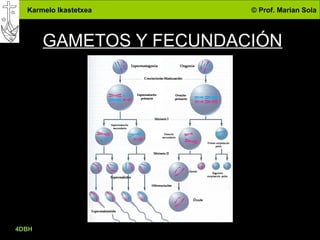 Karmelo Ikastetxea © Prof. Marian Sola
GAMETOS Y FECUNDACIÓN
4DBH
34
 
