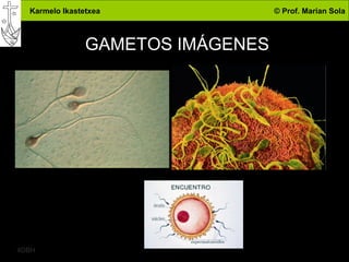 Karmelo Ikastetxea © Prof. Marian Sola
4DBH
4
GAMETOS IMÁGENES
 
