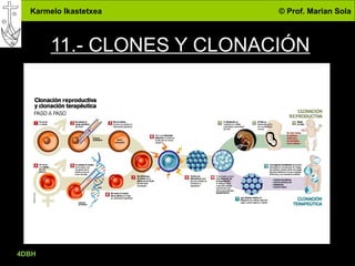 Karmelo Ikastetxea © Prof. Marian Sola
11.- CLONES Y CLONACIÓN
4DBH
40
 