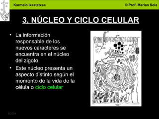 Karmelo Ikastetxea © Prof. Marian Sola
4DBH
5
3. NÚCLEO Y CICLO CELULAR
• La información
responsable de los
nuevos caracteres se
encuentra en el núcleo
del zigoto
• Este núcleo presenta un
aspecto distinto según el
momento de la vida de la
célula o ciclo celular
 