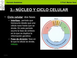 Karmelo Ikastetxea © Prof. Marian Sola
4DBH
6
3.- NÚCLEO Y CICLO CELULAR
• Ciclo celular: dos fases
– Interfase : período que
transcurre desde que una
célula nace hasta que se
divide. En este período
ocurre la fase de síntesis
en la que se duplica la
información genética
– Fase de división: fase en
la que la célula se divide,
mitosis
 