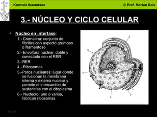 Karmelo Ikastetxea © Prof. Marian Sola
4DBH
7
3.- NÚCLEO Y CICLO CELULAR
• Núcleo en interfase:
1.- Cromatina: conjunto de
fibrillas con aspecto grumoso
o filamentoso
2.- Envoltura nuclear: doble y
conectada con el RER
3.-RER
4.- Ribosomas
5.-Poros nucleares: lugar donde
se fusionan la membrana
interna y externa nuclear y
permite el intercambio de
sustancias con el citoplasma
6.- Nucleolo: uno o varios,
fabrican ribosomas
 