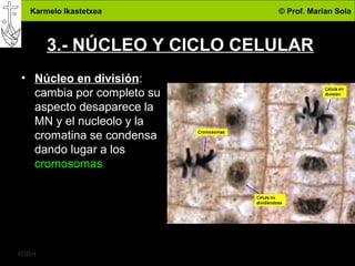 Karmelo Ikastetxea © Prof. Marian Sola
4DBH
8
3.- NÚCLEO Y CICLO CELULAR
• Núcleo en división:
cambia por completo su
aspecto desaparece la
MN y el nucleolo y la
cromatina se condensa
dando lugar a los
cromosomas
 