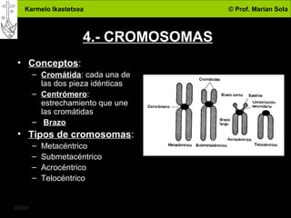 Karmelo Ikastetxea © Prof. Marian Sola
4DBH
9
4.- CROMOSOMAS
• Conceptos:
– Cromátida: cada una de
las dos pieza idénticas
– Centrómero:
estrechamiento que une
las cromátidas
– Brazo
• Tipos de cromosomas:
– Metacéntrico
– Submetacéntrico
– Acrocéntrico
– Telocéntrico
 