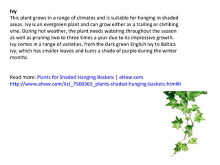 Ivy This plant grows in a range of climates and is suitable for hanging in shaded areas. Ivy is an evergreen plant and can grow either as a trailing or climbing vine. During hot weather, the plant needs watering throughout the season as well as pruning two to three times a year due to its impressive growth. Ivy comes in a range of varieties, from the dark green English ivy to Baltica ivy, which has smaller leaves and turns a shade of purple during the winter months Read more:  Plants for Shaded Hanging Baskets | eHow.com   http://www.ehow.com/list_7500365_plants-shaded-hanging-baskets.html#ixzz1exHnIOOr 