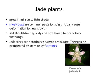Jade plants grow in full sun to light shade mealybugs  are common pests to jades and can cause deformation to new growth. soil should drain quickly and be allowed to dry between waterings Jade trees are notoriously easy to propagate. They can be propagated by stem or leaf  cuttings Flower of a jade plant 