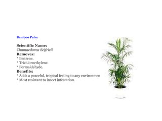 Bamboo Palm                                    Scientific Name: Chamaedorea Seifrizii Removes: * Benzene.  * Trichloroethylene.  * Formaldehyde. Benefits: * Adds a peaceful, tropical feeling to any environment. * Most resistant to insect infestation. 