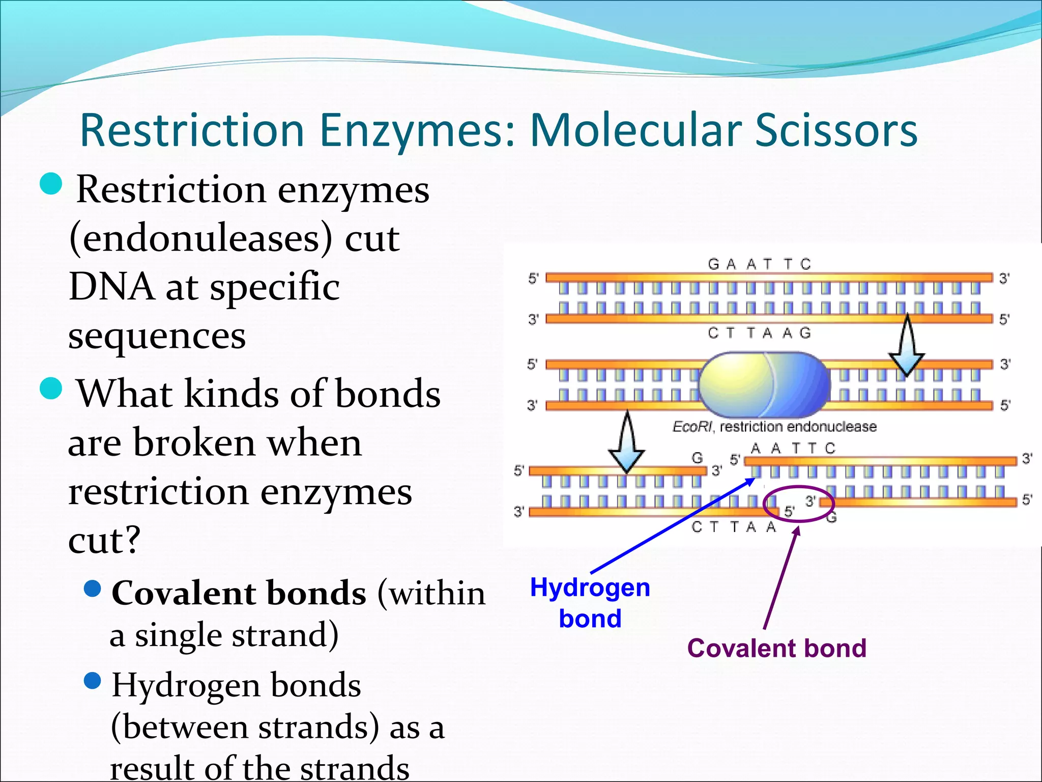 What Enzyme Forms Covalent Bonds Between Restriction Fragments