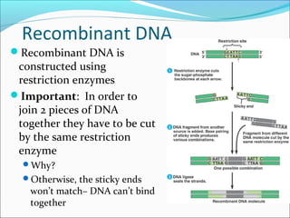 Recombinant DNA
Recombinant DNA is
constructed using
restriction enzymes
Important: In order to
join 2 pieces of DNA
together they have to be cut
by the same restriction
enzyme
Why?
Otherwise, the sticky ends
won’t match– DNA can’t bind
together
 