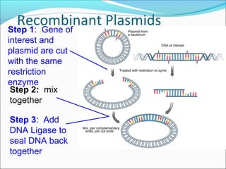 Recombinant PlasmidsStep 1: Gene of
interest and
plasmid are cut
with the same
restriction
enzyme
Step 2: mix
together
Step 3: Add
DNA Ligase to
seal DNA back
together
 