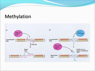 MethylationMethylation
 
