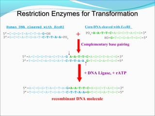 Human DNA cleaved with EcoRI Corn DNA cleaved with EcoRI
5’-C-G-G-T-A-C-T-A-G-OH
3’-G-C-C-A-T-G-A-T-C-T-T-A-A-PO4
PO4
-A-A-T-T-C-A-G-C-T-A-C-G-3’
HO-G-T-C-G-A-T-G-C-5’
+
5’-A-C-G-G-T-A-C-T-A-G A-A-T-T-C-A-G-C-T-A-C-G-3’
3’-T-G-C-C-A-T-G-A-T-C-T-T-A-A G-T-C-G-A-T-G-C-5’
Complementary base pairing
+ DNA Ligase, + rATP
recombinant DNA molecule
5’-A-C-G-G-T-A-C-T-A-G-A-A-T-T-C-A-G-C-T-A-C-G-3’
3’-T-G-C-C-A-T-G-A-T-C-T-T-A-A-G-T-C-G-A-T-G-C-5’
Restriction Enzymes for TransformationRestriction Enzymes for Transformation
 