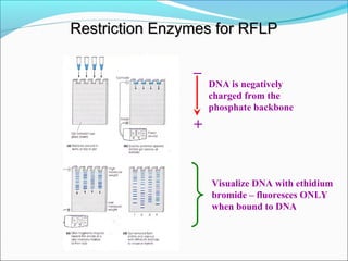 _
+
DNA is negatively
charged from the
phosphate backbone
Visualize DNA with ethidium
bromide – fluoresces ONLY
when bound to DNA
Restriction Enzymes for RFLPRestriction Enzymes for RFLP
 