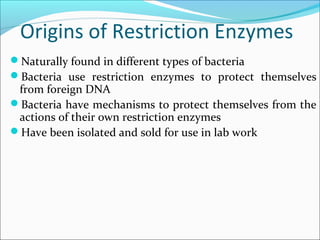 Origins of Restriction Enzymes
Naturally found in different types of bacteria
Bacteria use restriction enzymes to protect themselves
from foreign DNA
Bacteria have mechanisms to protect themselves from the
actions of their own restriction enzymes
Have been isolated and sold for use in lab work
 