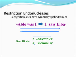 Restriction EndonucleasesRestriction Endonucleases
Recognition sites have symmetry (palindromic)
“Able was I I saw Elba”
Bam H1 site:
5’-GGATCC-3’
3’-CCTAGG-5’
 