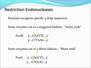 Restriction EndonucleasesRestriction Endonucleases
Enzymes recognize specific 4-8 bp sequences
Some enzymes cut in a staggered fashion - “sticky ends”
EcoRI 5’…GAATTC…3’
3’…CTTAAG…5’
Some enzymes cut in a direct fashion – “blunt ends”
PvuII 5’…CAGCTG…3’
3’… GTCGAC…5’
 