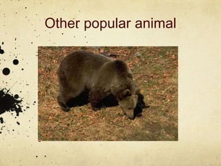 Other popular animal
 