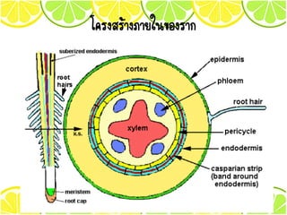 structure and function of the root | PDF