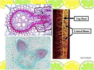 structure and function of the root | PDF