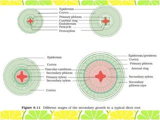 structure and function of the root | PDF
