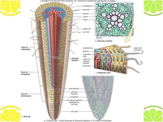 structure and function of the root | PDF
