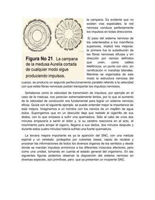 la campana. Es evidente que no
                                                existen vías especiales; la red
                                                nerviosa conduce perfectamente
                                                los impulsos en todas direcciones

                                                 El paso del sistema nervioso de
                                                los celenterados a los mamíferos
                                                superiores, implicó tres mejoras:
                                                la primera fue la substitución de
                                                las fibras nerviosas difusas y sin
                                                dirección por nervios definidos
                                                que      unen,    como      cables
                                                telefónicos, un punto con otro, sin
                                                ramificación ni marañas laterales.
                                                Mientras se organizaba de este
                                                modo la estructura nerviosa del
cuerpo, se producía un segundo perfeccionamiento paralelo referido a la velocidad
con que estas fibras nerviosas podían transportar los impulsos nerviosos.

   Señalamos como la velocidad de transmisión de impulsos, por ejemplo en el
caso de la medusa, nos parecían extremadamente lentos, por lo que el aumento
de la velocidad de conducción era fundamental para lograr un sistema nervioso
eficaz. Quizá con el siguiente ejemplo, se puede entender mejor la importancia de
esta mejora. Imaginemos a un hombre con los nervios de un mejillón de agua
dulce. Supongamos que en un descuido deja que resbale el cigarrillo de sus
dedos, con lo que empieza a sufrir una quemadura. Sólo al cabo de unos dos
minutos empezaría a sentir el dolor y, si su cerebro reacciona en el acto, el
movimiento para arrojar el cigarro, llegaría a sus dedos, dos minutos después y
durante estos cuatro minutos habría sufrido una fuerte quemadura.

   La tercera mejora importante es ya la aparición del SNC, con una médula
espinal y un cerebelo, protegidos por cubiertas óseas, capaz de recabar y
procesar las informaciones de todos los diversos órganos de los sentidos y desde
donde se mandan impulsos armónicos a los diferentes músculos efectores, pero
como una unidad, tomando en cuenta el estado general del organismo. En las
siguientes figuras podemos observar la disposición del sistema nervioso en
diversas especies, aún primitivas, pero que ya presentan un incipiente SNC.
 